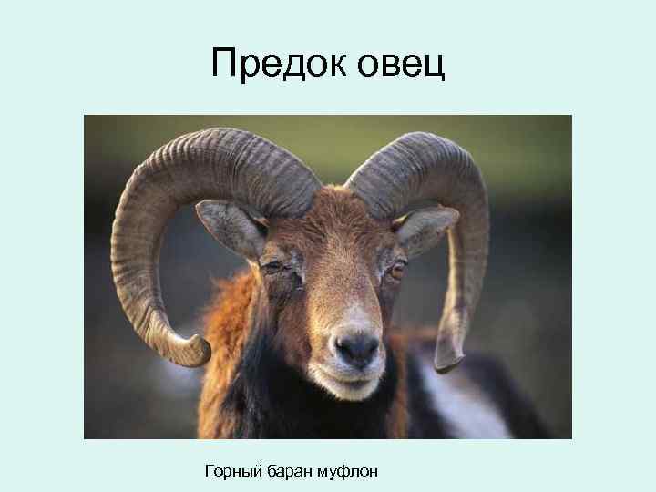 Предок овец Горный баран муфлон 