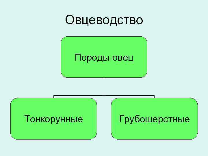 Овцеводство Породы овец Тонкорунные Грубошерстные 