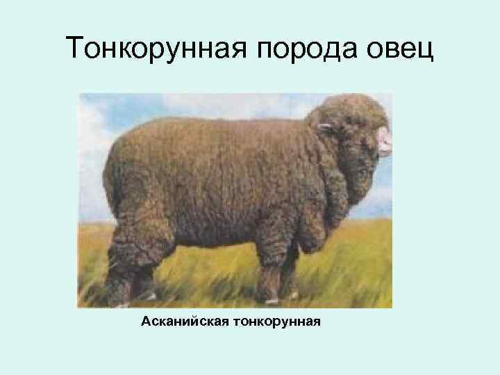 Тонкорунная порода овец Асканийская тонкорунная 