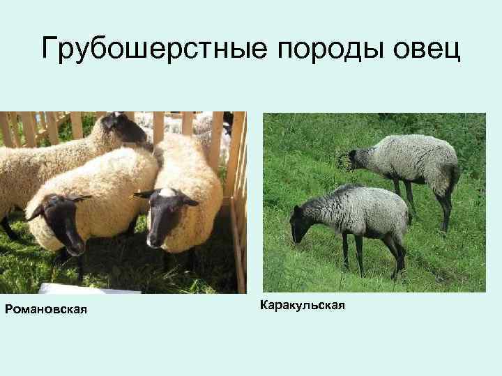 Грубошерстные породы овец Романовская Каракульская 