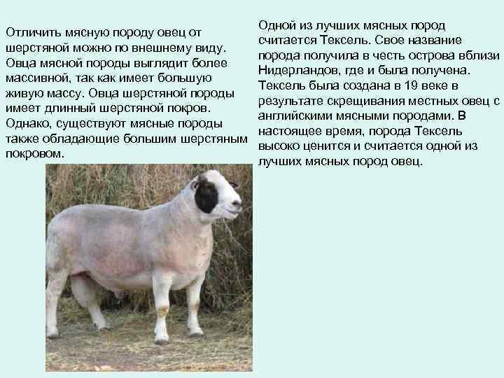 Отличить мясную породу овец от шерстяной можно по внешнему виду. Овца мясной породы выглядит
