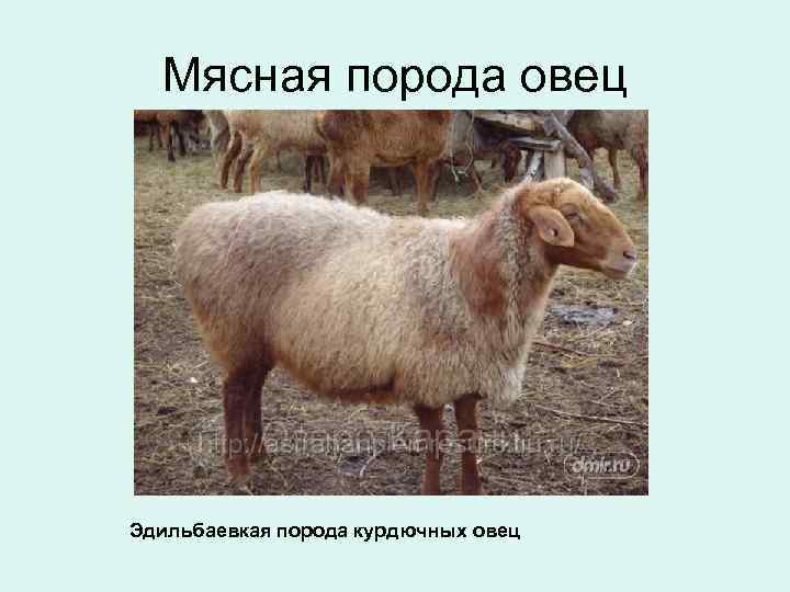 Мясная порода овец Эдильбаевкая порода курдючных овец 