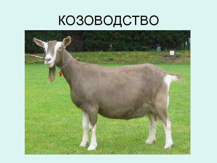 КОЗОВОДСТВО 