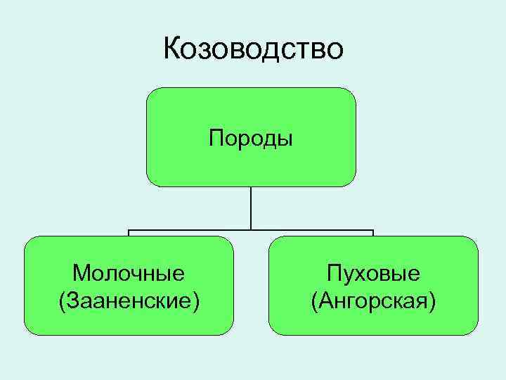 Козоводство Породы Молочные (Зааненские) Пуховые (Ангорская) 