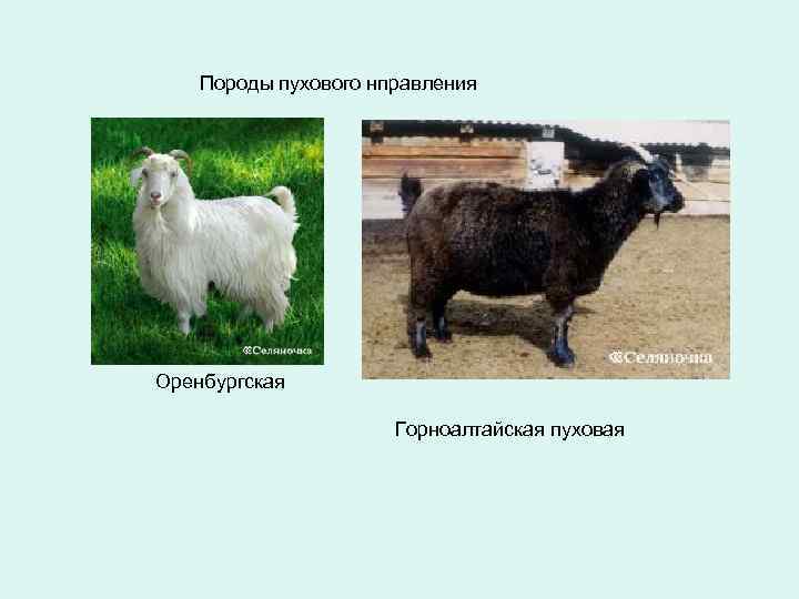 Породы пухового нправления Оренбургская Горноалтайская пуховая 