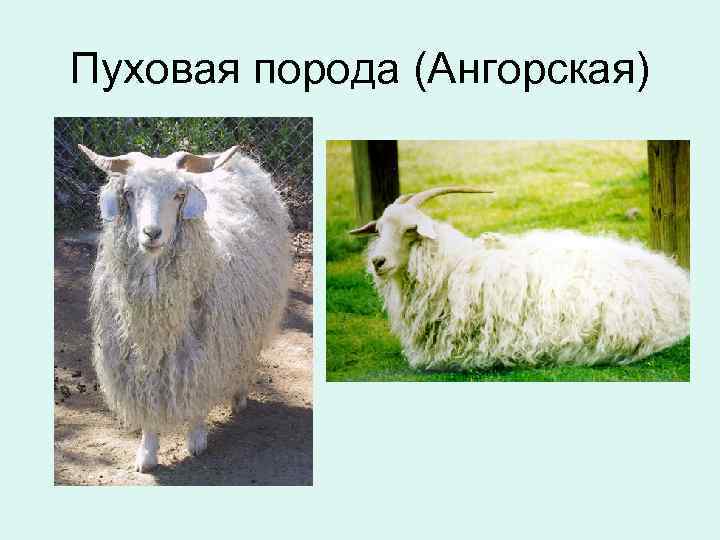 Пуховая порода (Ангорская) 