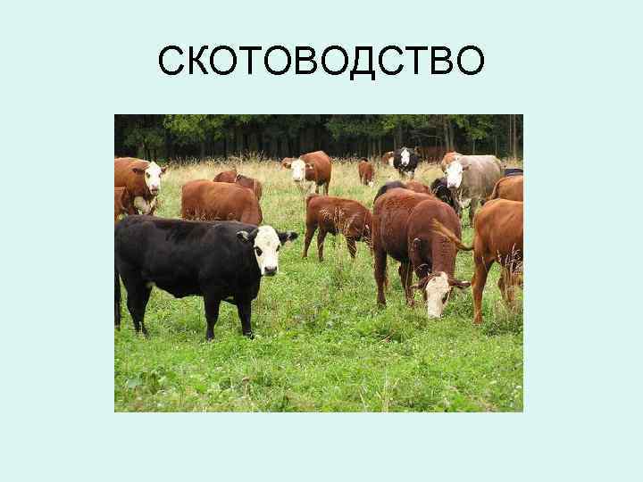 СКОТОВОДСТВО 