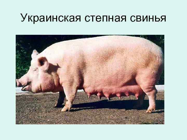 Украинская степная свинья 
