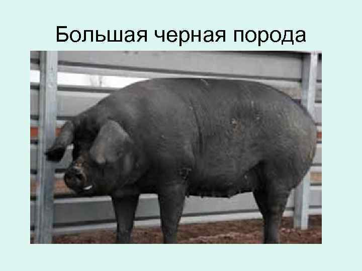 Большая черная порода 