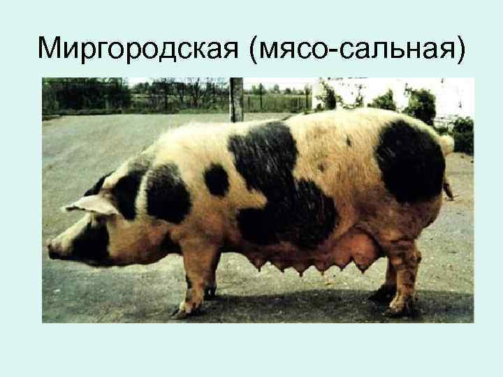 Миргородская (мясо-сальная) 