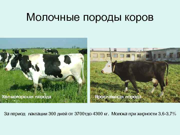 Молочные породы коров Холмогорская порода Ярославская порода За период лактации 300 дней от 3700