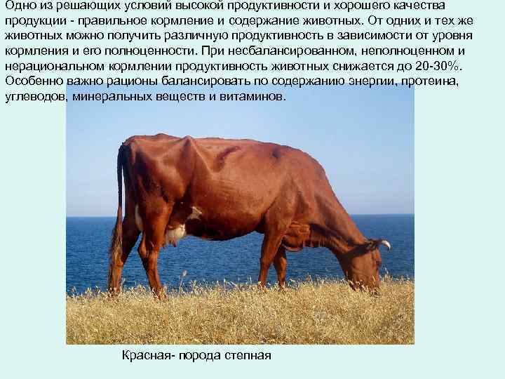 Одно из решающих условий высокой продуктивности и хорошего качества продукции - правильное кормление и