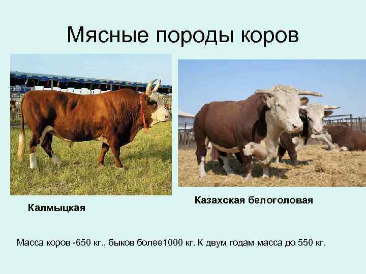 Мясные породы коров Калмыцкая Казахская белоголовая Масса коров -650 кг. , быков более 1000