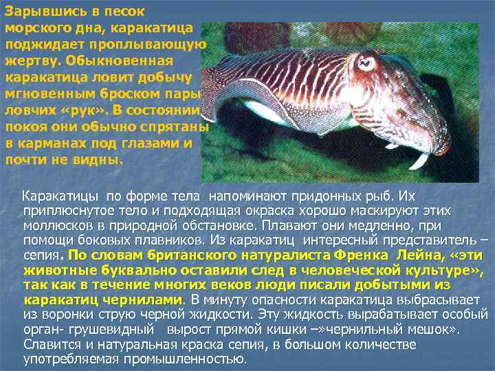 Зарывшись в песок морского дна, каракатица поджидает проплывающую жертву. Обыкновенная каракатица ловит добычу мгновенным