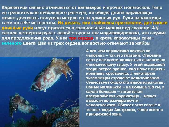 Каракатица сильно отличается от кальмаров и прочих моллюсков. Тело ее сравнительно небольшого размера, но