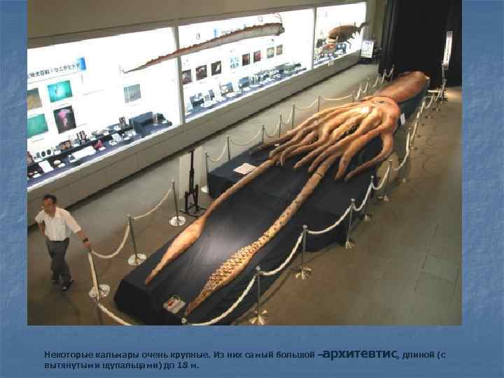 Некоторые кальмары очень крупные. Из них самый большой –архитевтис, длиной (с вытянутыми щупальцами) до