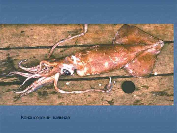 Командорский кальмар 