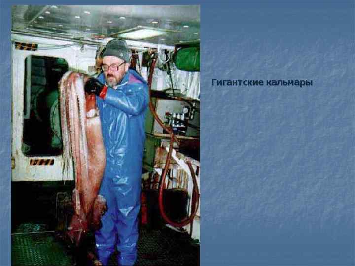 Гигантские кальмары 