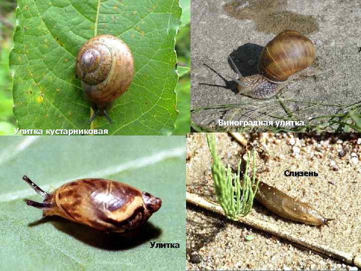 Виноградная улитка Улитка кустарниковая Слизень Улитка 