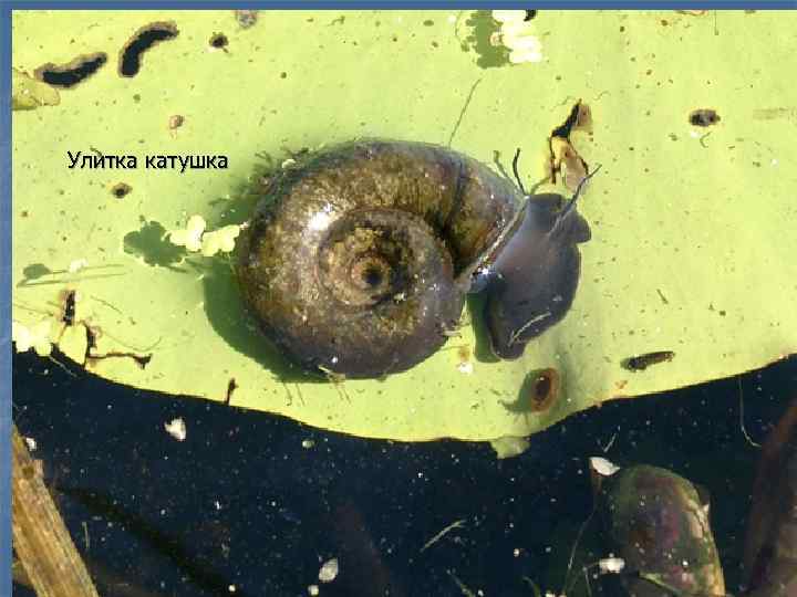 Улитка катушка 