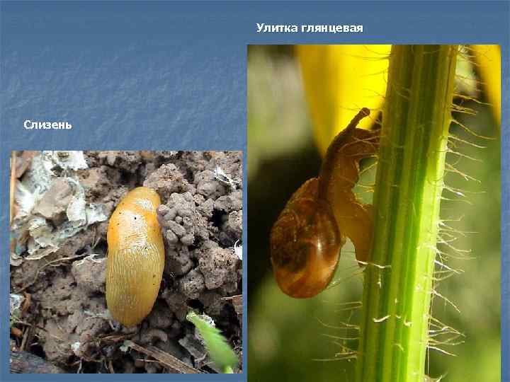 Улитка глянцевая Слизень 