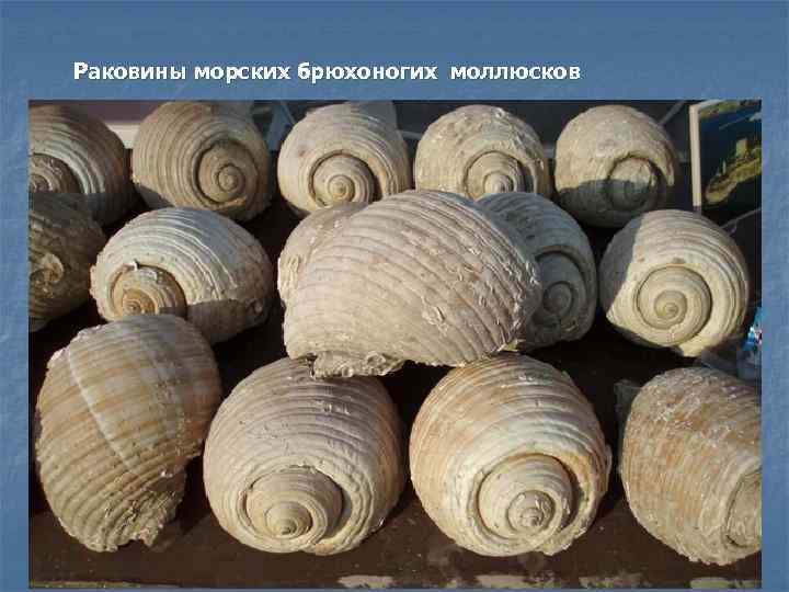 Раковины морских брюхоногих моллюсков 