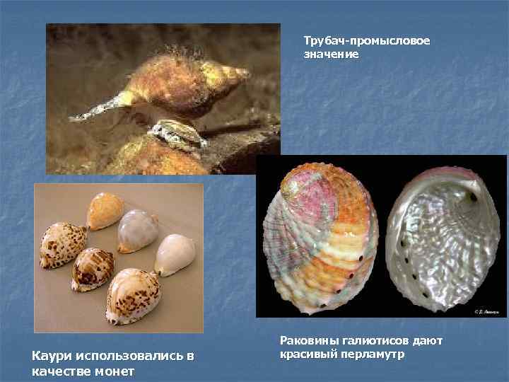 Трубач-промысловое значение Каури использовались в качестве монет Раковины галиотисов дают красивый перламутр 