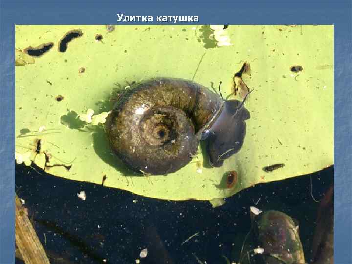 Улитка катушка 