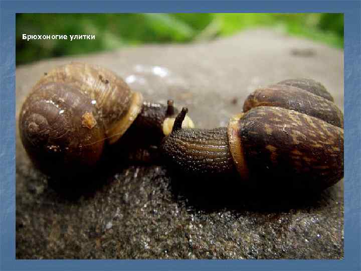Брюхоногие улитки 