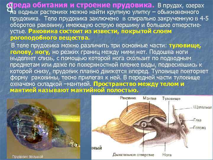 Среда обитания и строение прудовика. В прудах, озерах В В на водных растениях можно