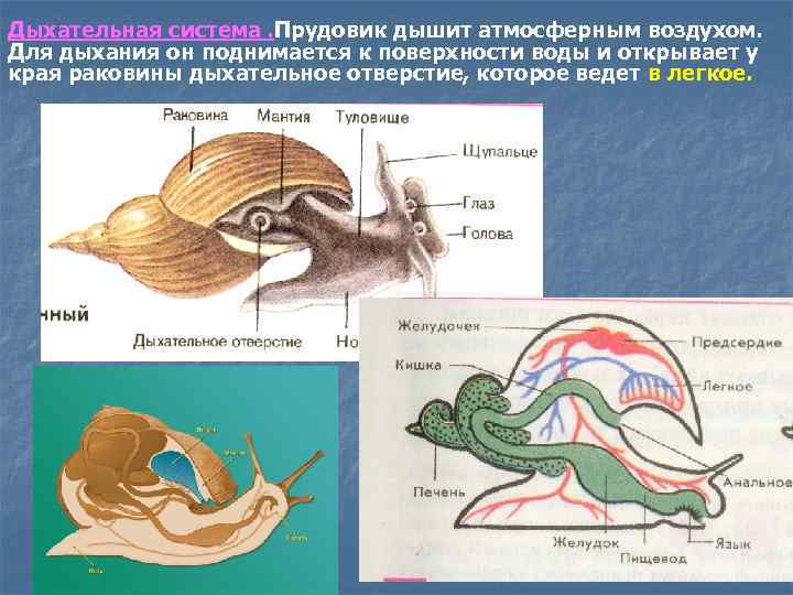 Дыхательная система. Прудовик дышит атмосферным воздухом. Для дыхания он поднимается к поверхности воды и