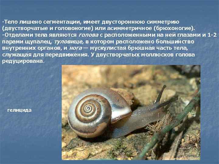 -Тело лишено сегментации, имеет двустороннюю симметрию (двустворчатые и головоногие) или асимметричное (брюхоногие). -Отделами тела