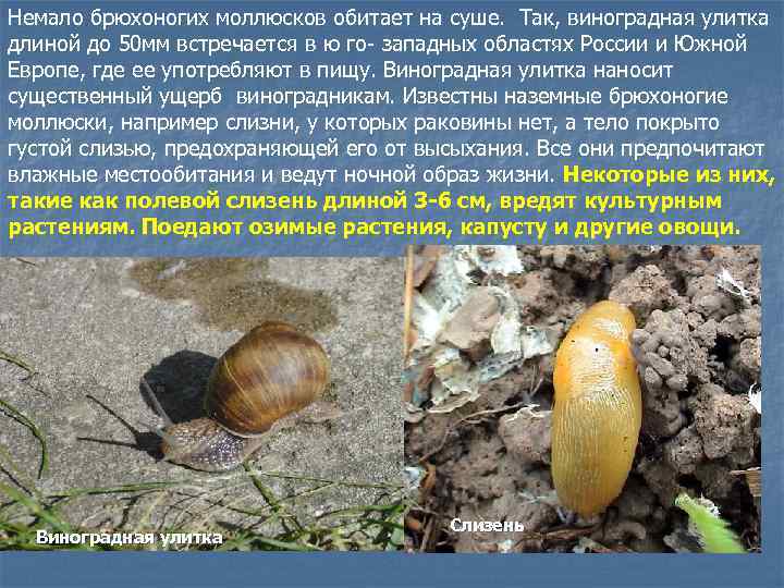 Немало брюхоногих моллюсков обитает на суше. Так, виноградная улитка длиной до 50 мм встречается