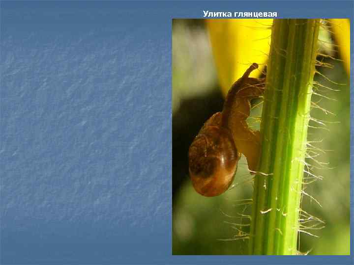 Улитка глянцевая 