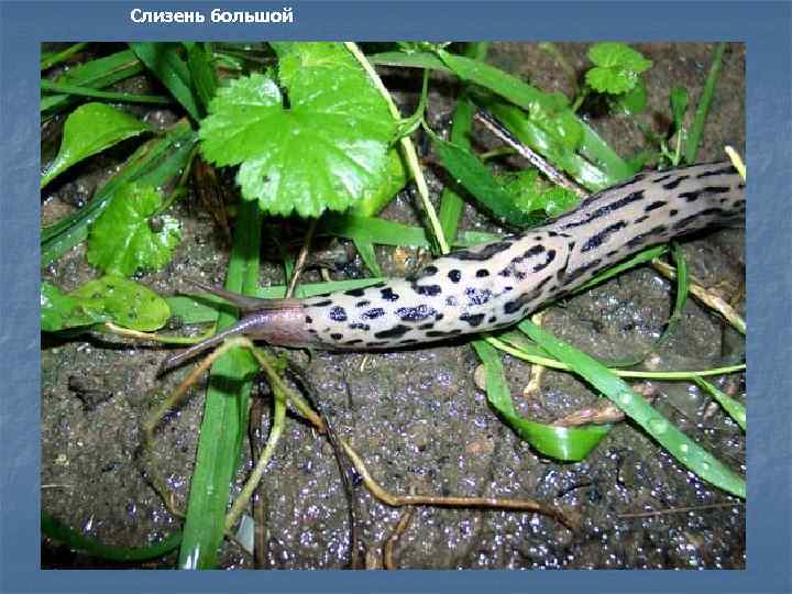 Слизень большой 