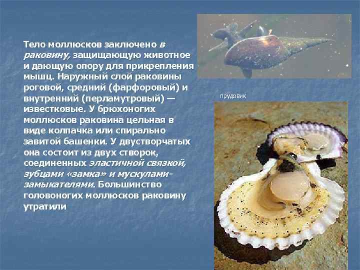 Тело моллюсков заключено в раковину, защищающую животное и дающую опору для прикрепления мышц. Наружный