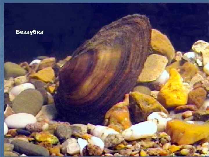 Беззубка 