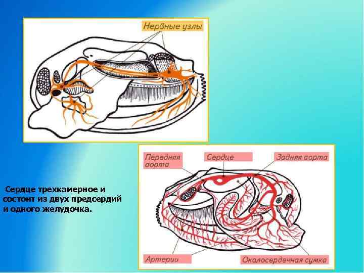 Сердце трехкамерное и состоит из двух предсердий и одного желудочка. 