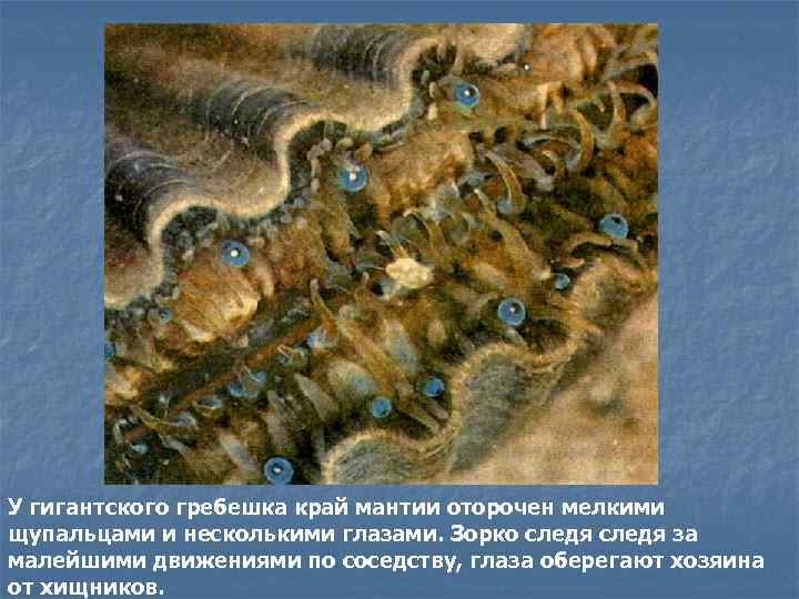 У гигантского гребешка край мантии оторочен мелкими щупальцами и несколькими глазами. Зорко следя за