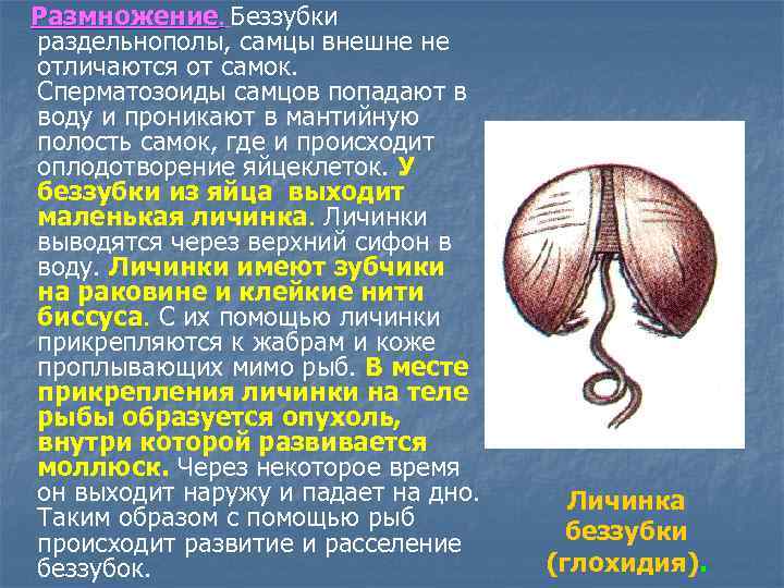 Размножение. Беззубки раздельнополы, самцы внешне не отличаются от самок. Сперматозоиды самцов попадают в воду