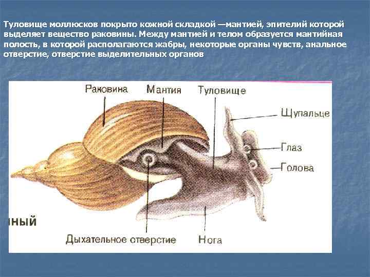 Туловище моллюсков покрыто кожной складкой —мантией, эпителий которой выделяет вещество раковины. Между мантией и
