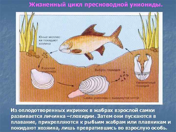Жизненный цикл пресноводной униониды. Из оплодотворенных икринок в жабрах взрослой самки развивается личинка –глохидии.