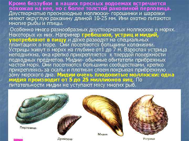 Кроме беззубки в наших пресных водоемах встречается похожая на нее, но с более толстой