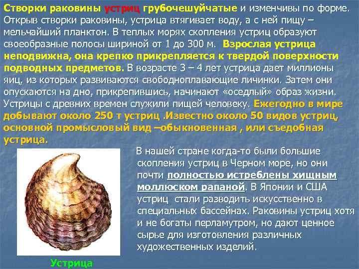 Створки раковины устриц грубочешуйчатые и изменчивы по форме. Открыв створки раковины, устрица втягивает воду,