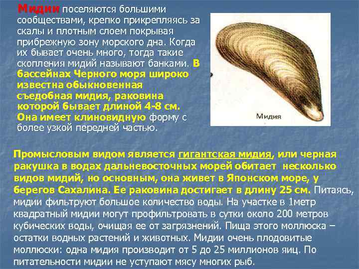 Мидии поселяются большими сообществами, крепко прикрепляясь за скалы и плотным слоем покрывая прибрежную зону