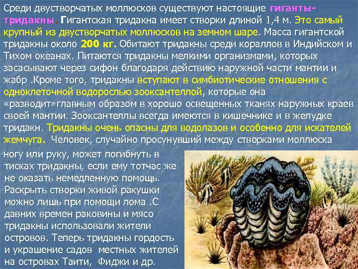 Среди двустворчатых моллюсков существуют настоящие гигантытридакны. Гигантская тридакна имеет створки длиной 1, 4 м.