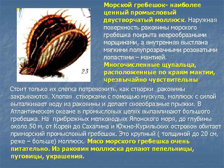 Морской гребешок- наиболее ценный промысловый двустворчатый моллюск. Наружная поверхность раковины морского гребешка покрыта веерообразными