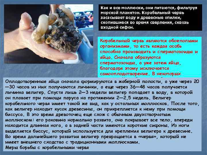 Как и все моллюски, они питаются, фильтруя морской планктон. Корабельный червь засасывает воду и