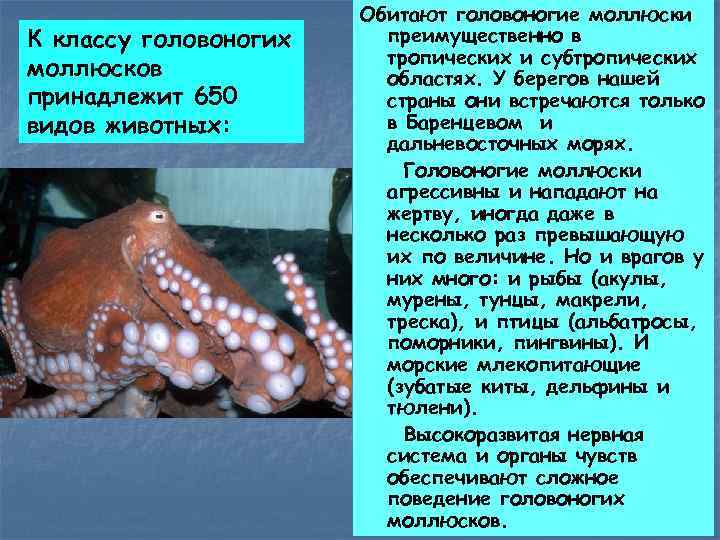 К классу головоногих моллюсков принадлежит 650 видов животных: Обитают головоногие моллюски преимущественно в тропических