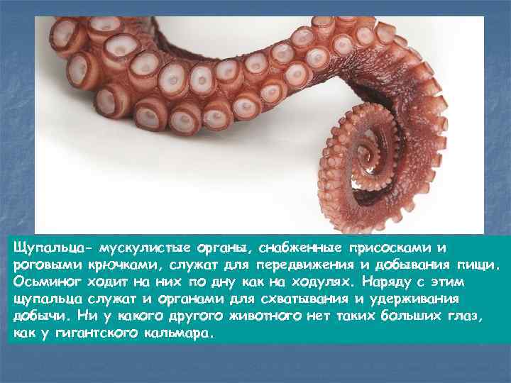 Щупальца- мускулистые органы, снабженные присосками и роговыми крючками, служат для передвижения и добывания пищи.